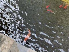-前海华侨城JW万豪酒店·都会尚膳自助餐厅·牛排海鲜酒水畅飨