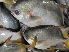 -鸿港海鲜批发市场