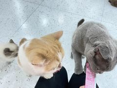 -喵园·猫主题咖啡厅·撸猫·猫咖(国贸店)