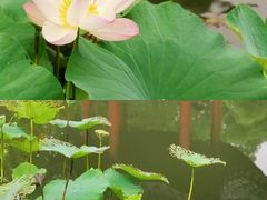 -杭州西湖柳莺里酒店
