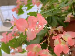 -百万葵园