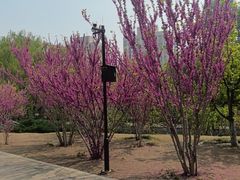 -元大都城垣遗址公园