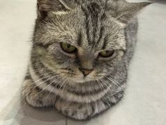 -Heymao猫咖.咖啡厅(东门店)