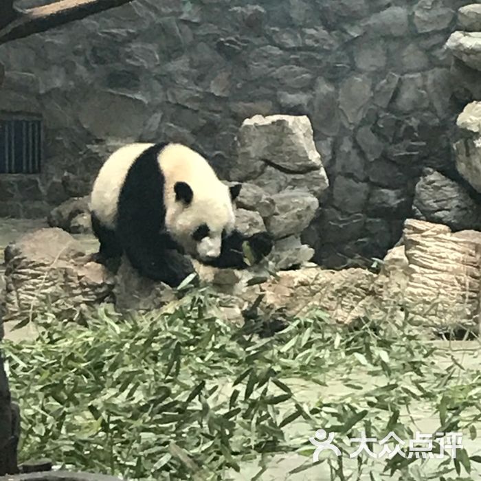 大熊貓繁育研究基地圖片-北京動物園-大眾點評網