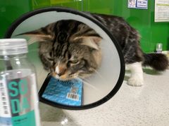 -瑞鹏瑞爱宠物医院·全科·猫科·血液透析中心(龙头寺店)