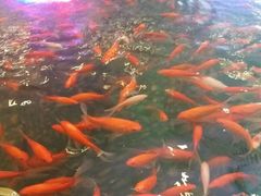 android_upload_pic-碧中海汤泉汗蒸酒店