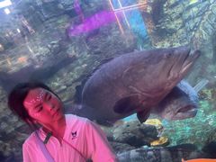 -烟台海昌鲸鲨海洋公园