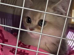 -美联众合动物医院·24h京西诊疗中心