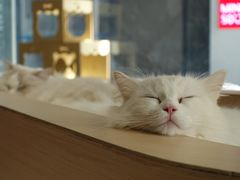 -瞄一喵猫咖(格力海岸店)