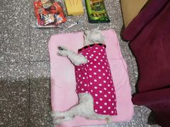 -顺强宠物诊所·狂犬免疫·夜诊·骨科(嘉定店)