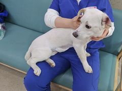 -爱派特动物医院·全科诊疗中心