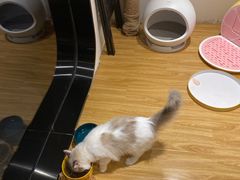 -啵啵喵·猫咖(攀华国际店)