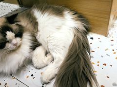 -滚猫咖啡·猫咖·猫友好撸猫(未来城店)