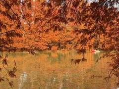 -上海海湾国家森林公园
