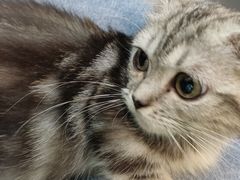 -十年猫舍·猫咪专门店(普陀店)