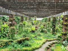 -深圳仙湖植物园