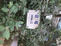 南湖花木城-七月里花店