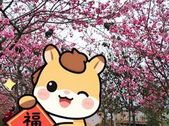 -天适樱花悠乐园