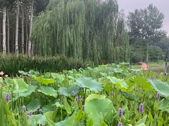 -仁和公园(顺义区)