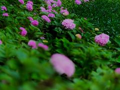 -万柳高尔夫俱乐部