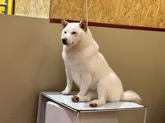 -和它·交个朋友·狗咖猫咖(爱琴海店)