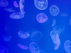-上海海昌海洋公园