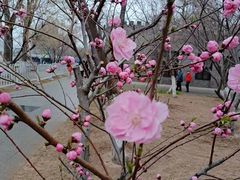 -桃花堤公园
