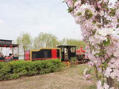 -西青郊野公园