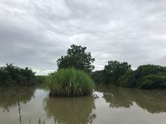 -大湾区中央湿地公园