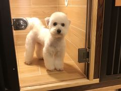 -小尾巴宠物店(万科·金域华庭店)