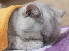 -宠爱国际动物医院· 猫科· 外科·中兽医(长白店)