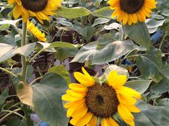 外景-广州市第二少年宫