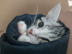 -喵zoo家庭繁育猫舍(尖东智能花园店)