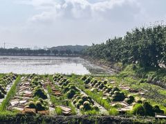 -阳澄湖半岛旅游度假区