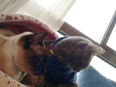 -猫咖时代(中山亭店)