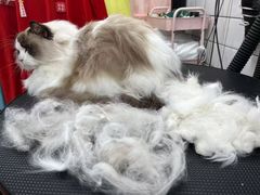 -唐小姐の猫狗洗护·购宠旗舰店(周浦万达店)