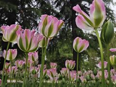 -洛阳郁金香牡丹园