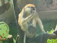 -青藏高原野生动物园