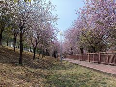 -广东花都湖国家湿地公园