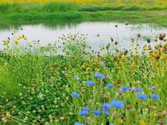 -贡湖湾湿地公园