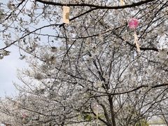 -堤角公园