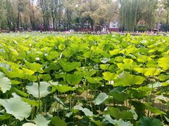 -四川大学(望江校区)