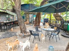 -柴犬高等学院·狗咖·柴犬售卖·宠物训练