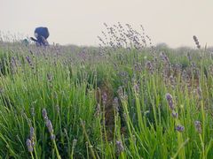 -大塘金香草谷