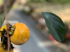 -原乡芦茨咖啡
