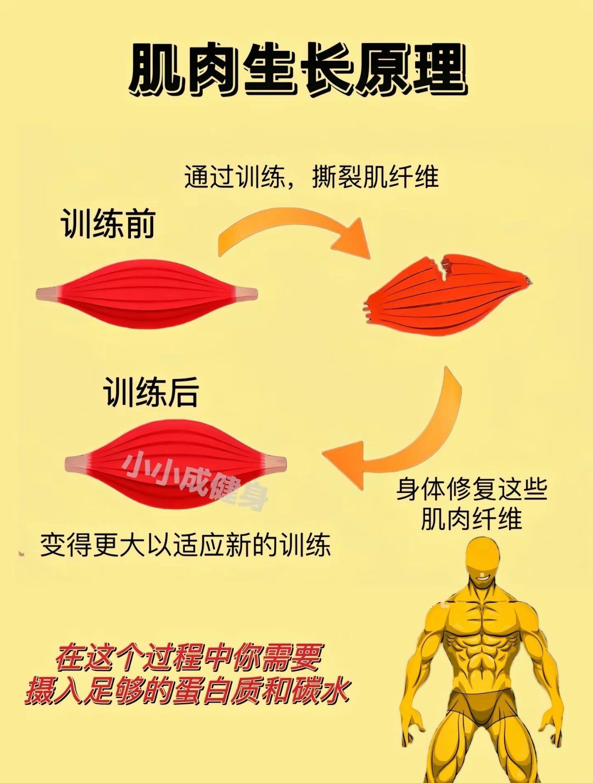 肌肉生长原理
