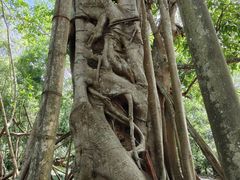 -中国科学院西双版纳热带植物园