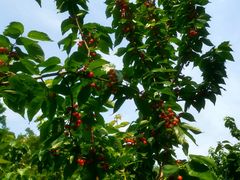 -樱桃山旅游景区