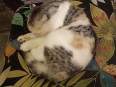-猫色咖啡·猫咖