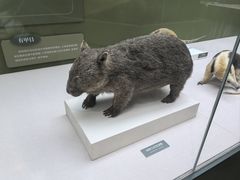 -国家自然博物馆